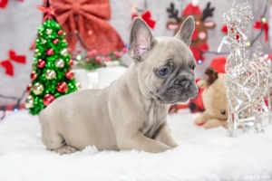 Bulldog Francez - crem cu ochii albastrii - posibilitate transport - buldog francez  - imagine 5