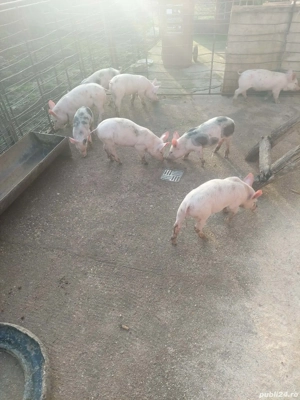 purcei disponibili - imagine 4