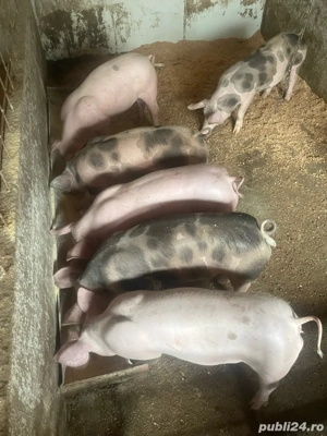 vand purcei cu greutatea 30 pana la 40 kg  - imagine 2