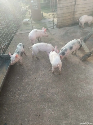 purcei disponibili - imagine 2