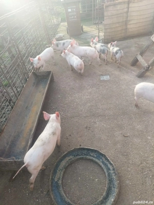 purcei disponibili - imagine 3