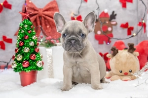 Bulldog Francez - crem cu ochii albastrii - posibilitate transport - buldog francez  - imagine 4