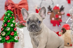 Bulldog Francez - crem cu ochii albastrii - posibilitate transport - buldog francez  - imagine 2