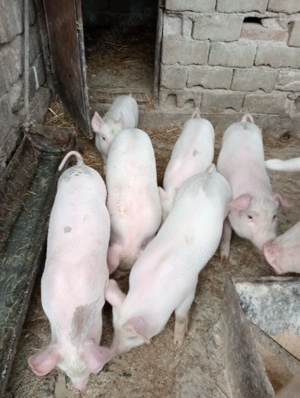 Vînd purcei de 7 săptămâni