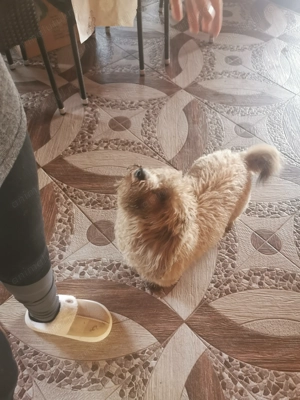 Cățel pudel vârstă 7 luni - imagine 3