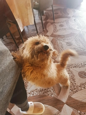 Cățel pudel vârstă 7 luni - imagine 2