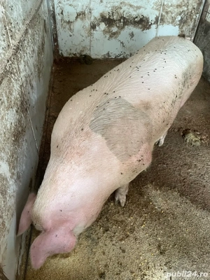vand porci de sacrificat circa200 pana la 270 gk preti 15 lei  - imagine 3