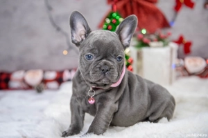 Bulldog Francez - blue cu ochii albastrii - posibilitate transport - buldog francez  - imagine 4