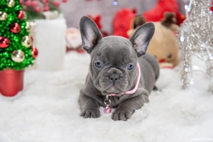 Bulldog Francez - blue cu ochii albastrii - posibilitate transport - buldog francez  - imagine 3
