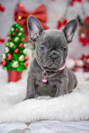Bulldog Francez - blue cu ochii albastrii - posibilitate transport - buldog francez  - imagine 5