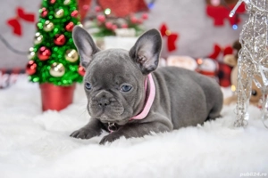 Bulldog Francez - blue cu ochii albastrii - posibilitate transport - buldog francez  - imagine 2