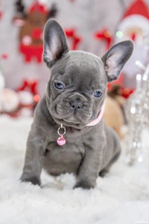 Bulldog Francez - blue cu ochii albastrii - posibilitate transport - buldog francez 