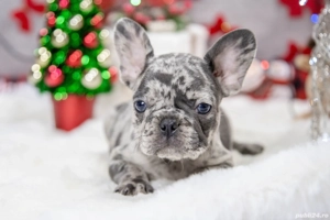 Bulldog Francez - blue merle cu ochii albastrii - posibilitate transport - buldog francez  - imagine 3