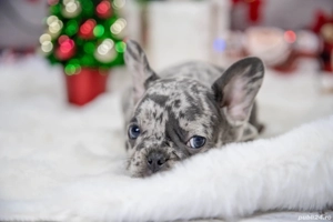 Bulldog Francez - blue merle cu ochii albastrii - posibilitate transport - buldog francez  - imagine 2