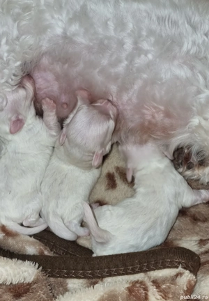 bichon maltez mini toy disponibili 