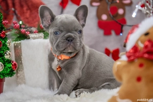 Bulldog Francez - Lilac cu ochii albastrii - posibilitate transport - buldog francez  - imagine 4