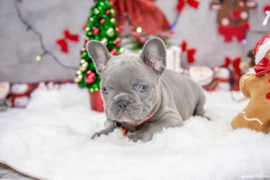 Bulldog Francez - Lilac cu ochii albastrii - posibilitate transport - buldog francez  - imagine 2
