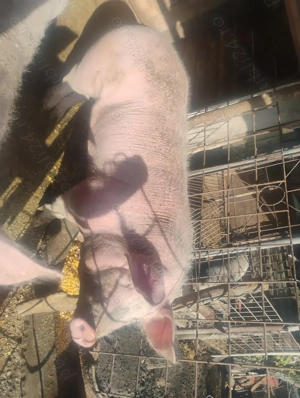 Porci de vânzare  - imagine 3