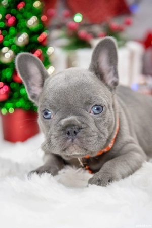 Bulldog Francez - Lilac cu ochii albastrii - posibilitate transport - buldog francez  - imagine 5