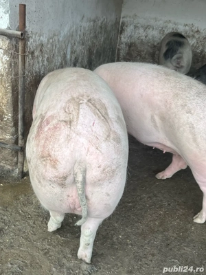 Porci peste 250 de kg crescuti cu cereale  - imagine 2