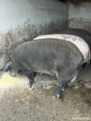 Porci peste 250 de kg crescuti cu cereale  - imagine 4