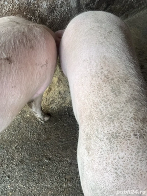 Porci peste 250 de kg crescuti cu cereale  - imagine 3