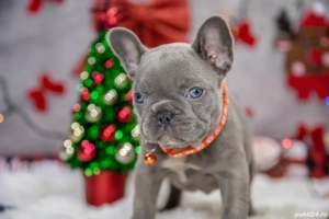 Bulldog Francez - Lilac cu ochii albastrii - posibilitate transport - buldog francez  - imagine 3