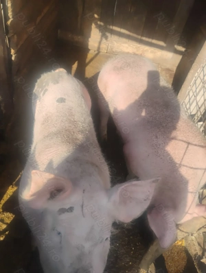 Porci de vânzare 