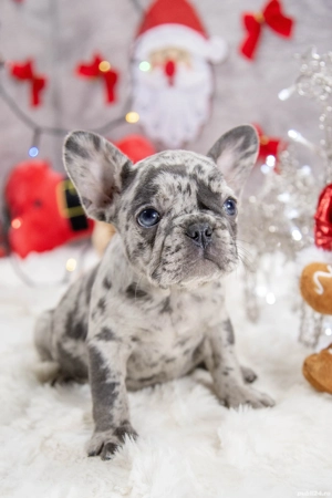 Bulldog Francez - blue merle cu ochii albastrii - posibilitate transport - buldog francez  - imagine 5