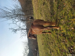 Vand cal si iapa! - imagine 3