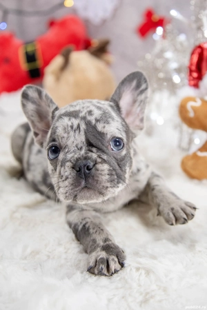 Bulldog Francez - blue merle cu ochii albastrii - posibilitate transport - buldog francez  - imagine 4