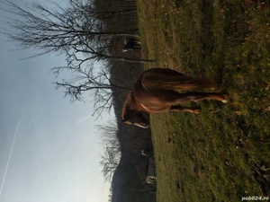 Vand cal si iapa! - imagine 2