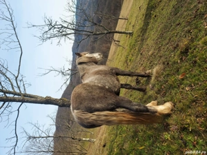 Vand cal si iapa! - imagine 4