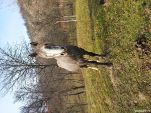 Vand cal si iapa! - imagine 5