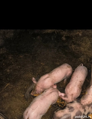 Vând purcei rasa pietran landras 