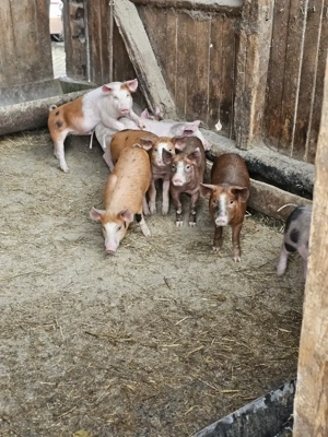 Șoldani  de vanzare  - imagine 4