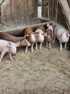 Șoldani  de vanzare  - imagine 3