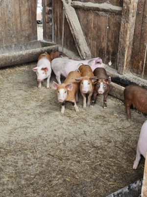 Șoldani  de vanzare  - imagine 5