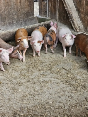 Șoldani  de vanzare  - imagine 2