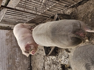 Porci de vanzare pentru sacrificat - imagine 2