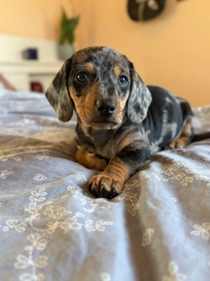 Teckel arlechin mascul  - imagine 2