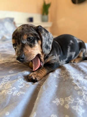 Teckel arlechin mascul  - imagine 3