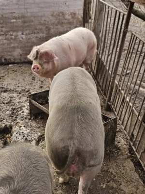 Porci de vanzare pentru sacrificat - imagine 3