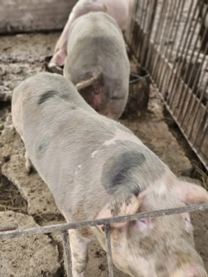 Porci de vanzare pentru sacrificat