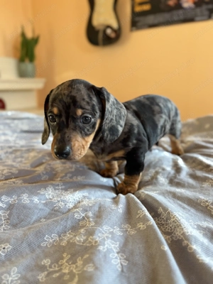 Teckel arlechin mascul - imagine 3