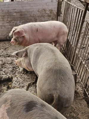 Porci de vanzare pentru sacrificat - imagine 4