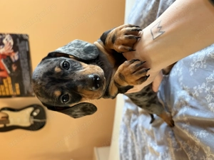 Teckel arlechin mascul - imagine 4