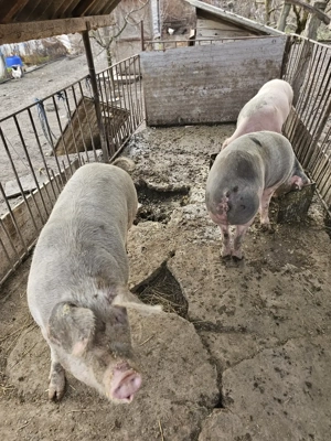 Porci de vanzare pentru sacrificat - imagine 6
