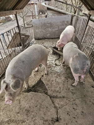 Porci de vanzare pentru sacrificat - imagine 5