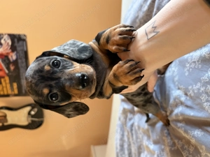 Teckel arlechin mascul